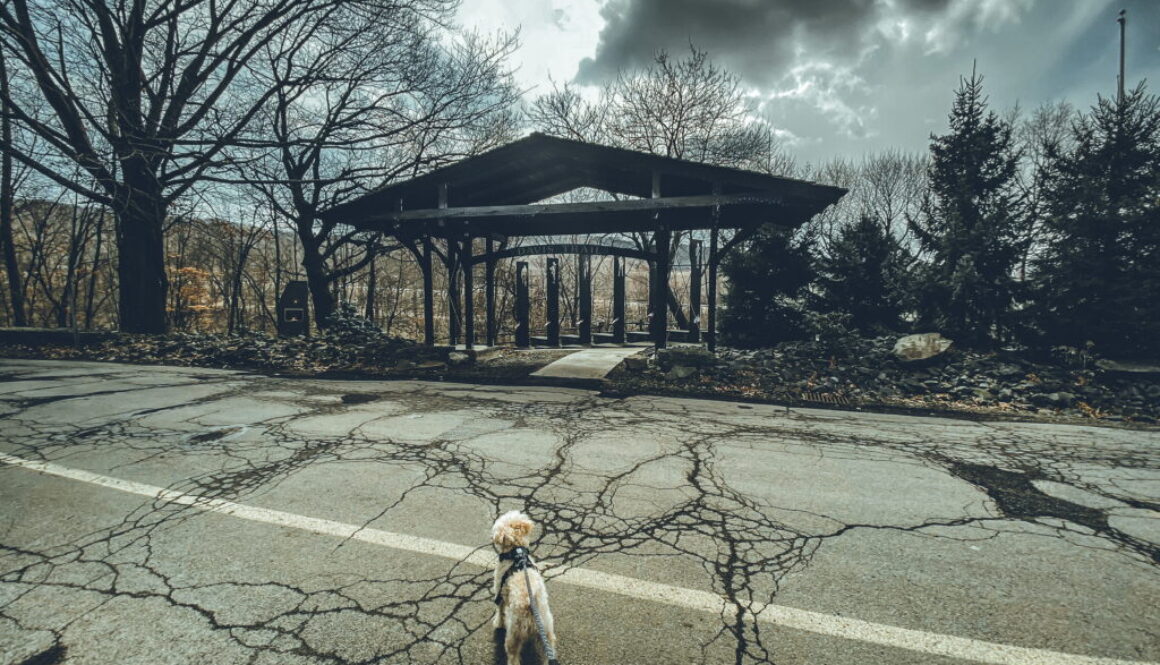 Dog at Davis Trail, Nay Aug Park, PA