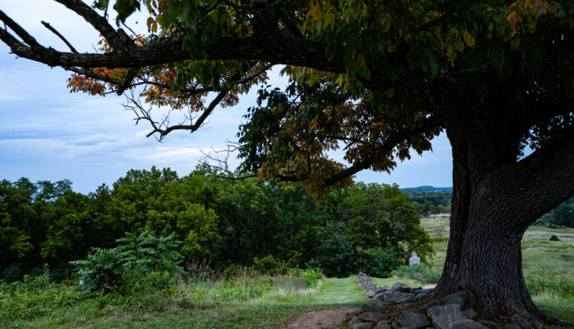 Creepy Gettysburg Tree